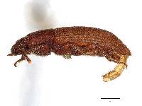 Pedonoeces apicalis image