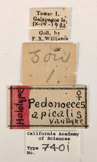 Pedonoeces apicalis image