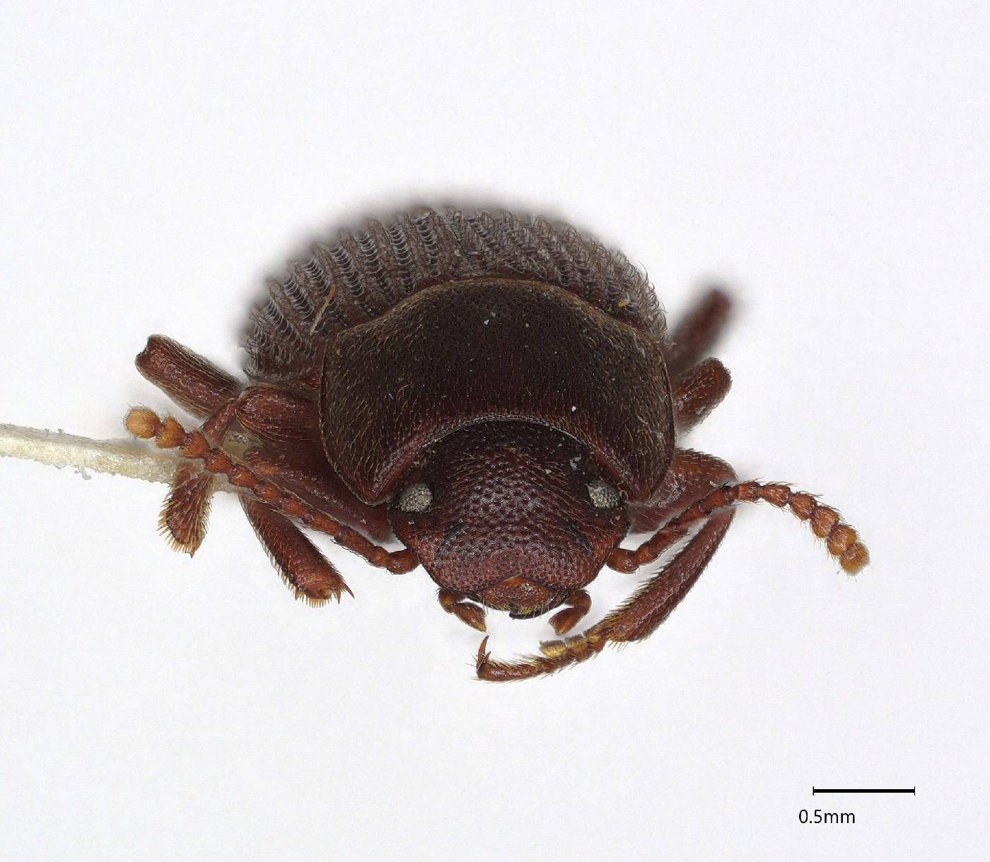 Pedonoeces uniformis image