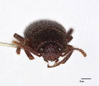 Pedonoeces uniformis image