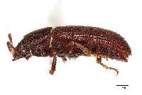Pedonoeces uniformis image