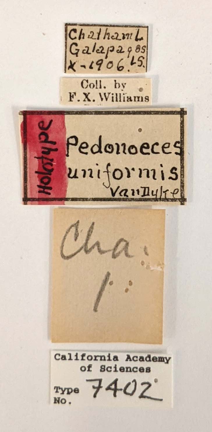 Pedonoeces uniformis image