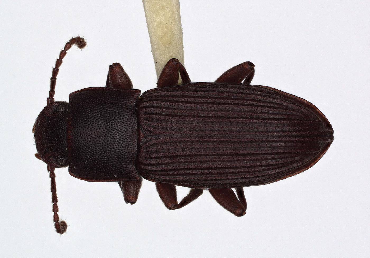 Pedonoeces spatulatus image