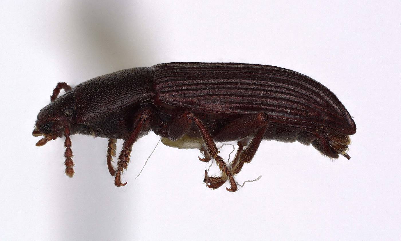 Pedonoeces spatulatus image