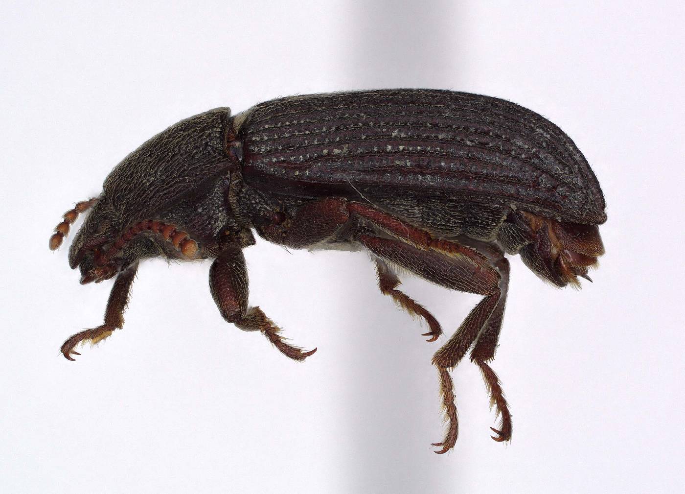 Pedonoeces duncani image