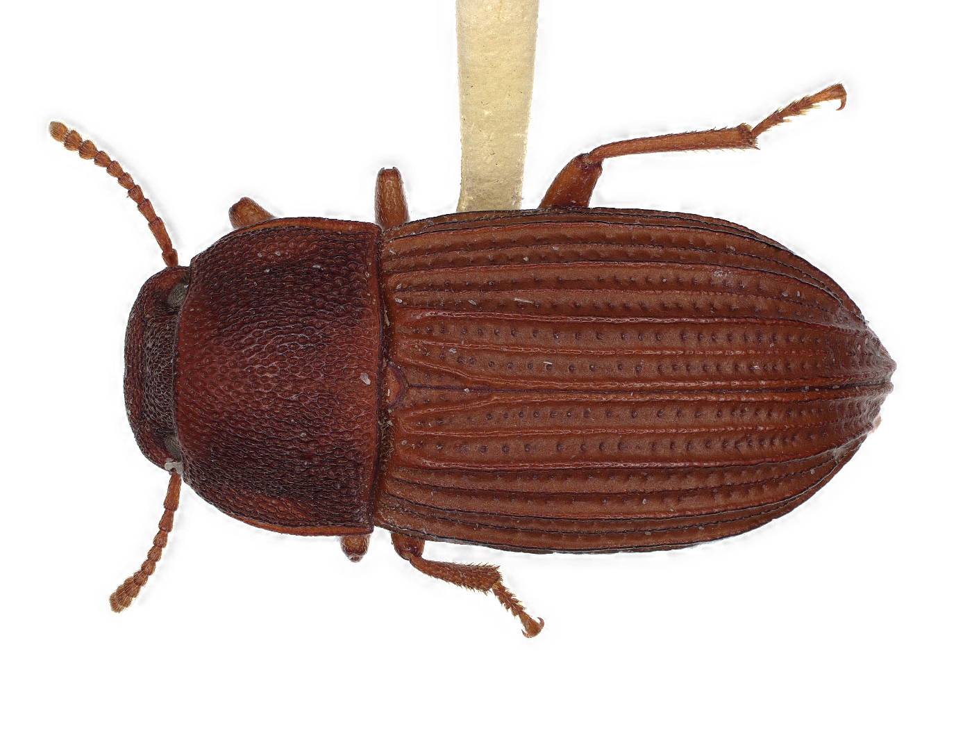 Pedonoeces williamsi image