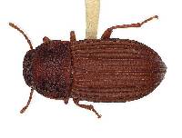 Pedonoeces williamsi image