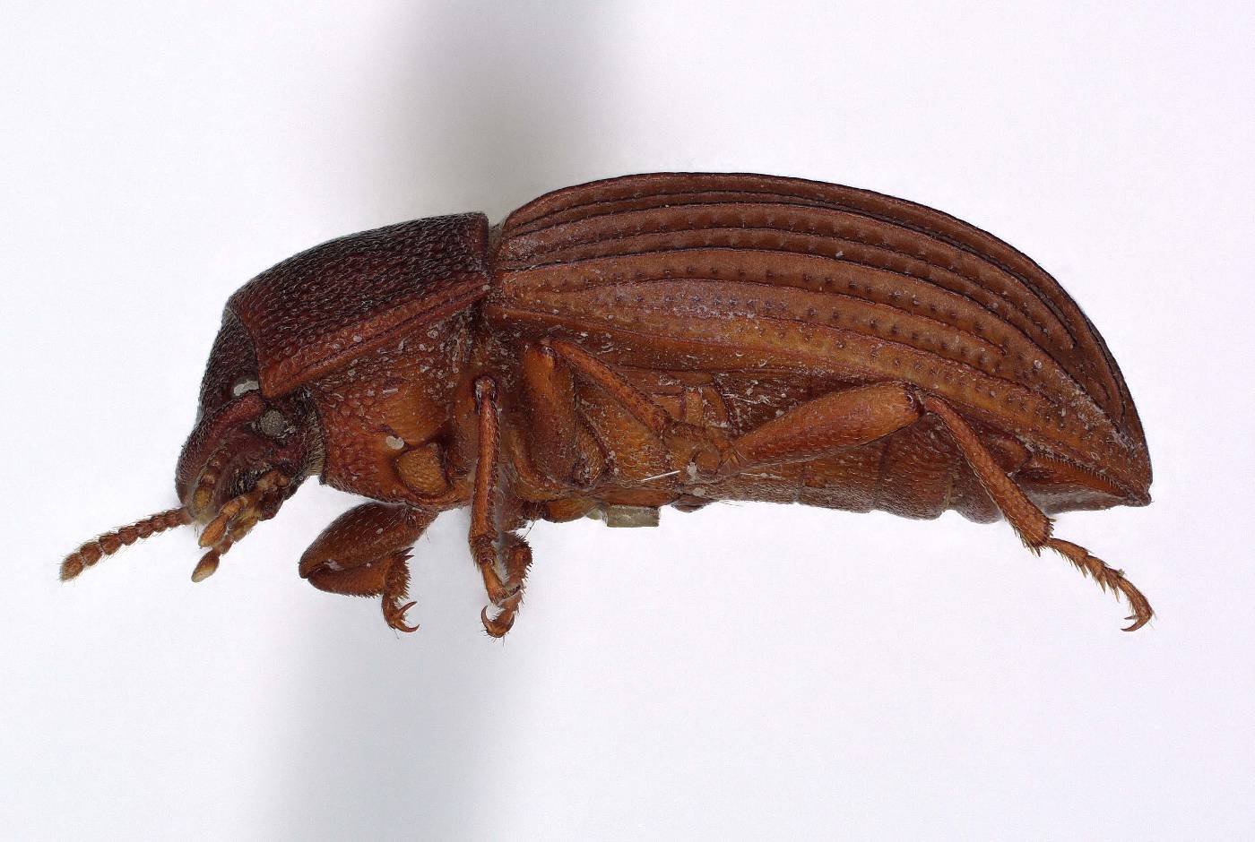 Pedonoeces williamsi image