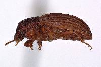 Pedonoeces williamsi image