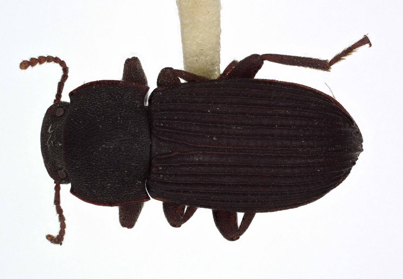 Pedonoeces opacus image