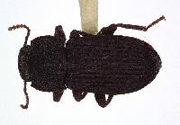 Pedonoeces opacus image