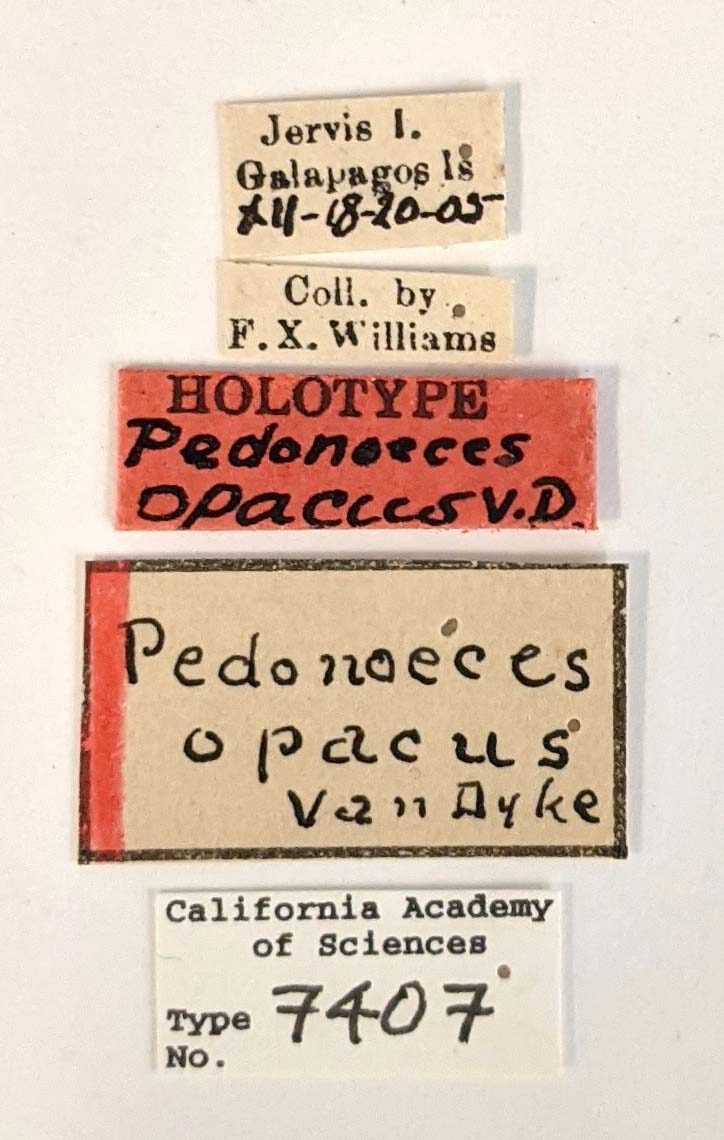 Pedonoeces opacus image