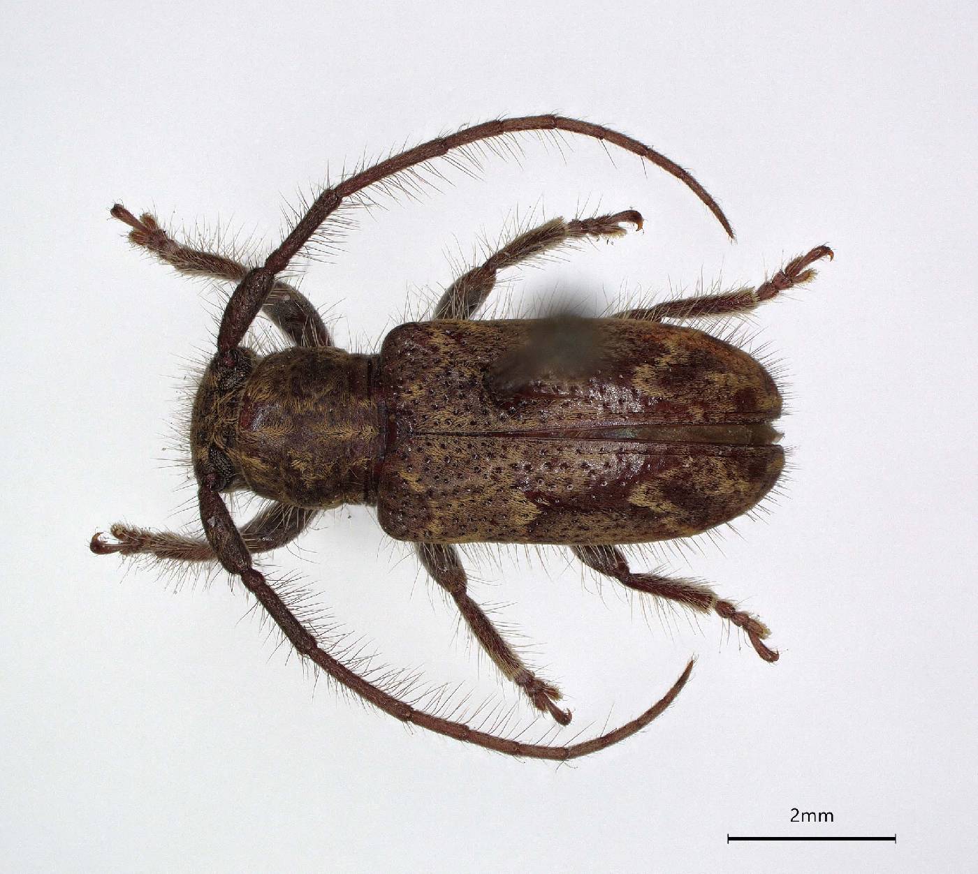 Enispia tholana image