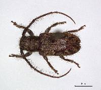 Enispia tholana image