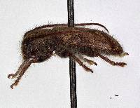 Enispia tholana image