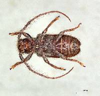 Enispia tholana image
