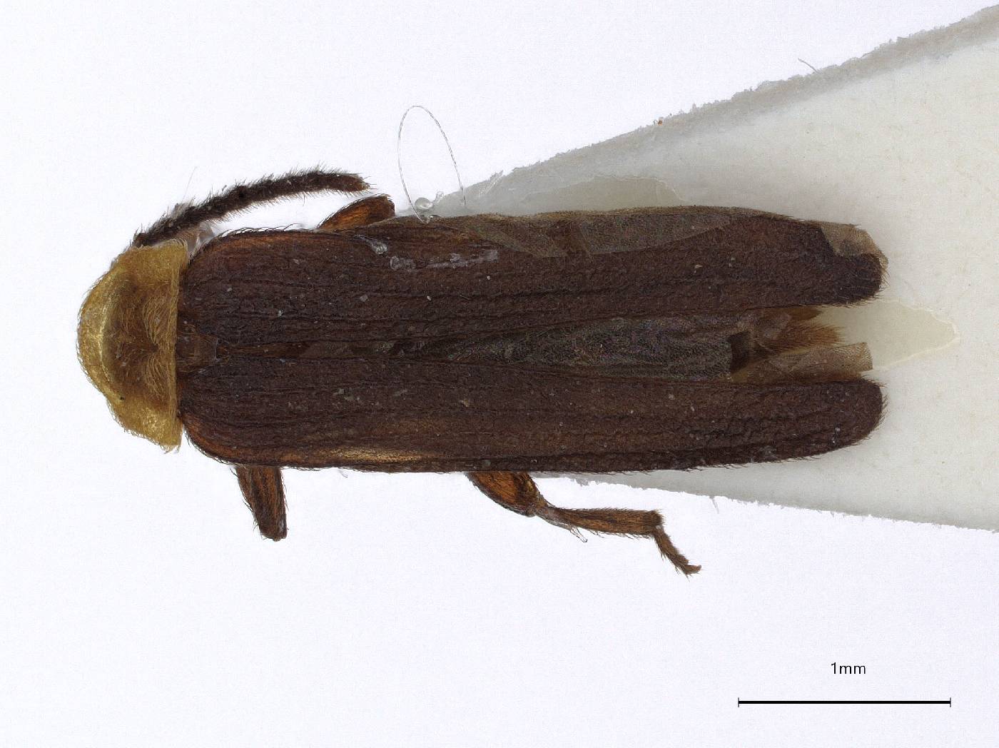 Pseudoplateros moleculus image