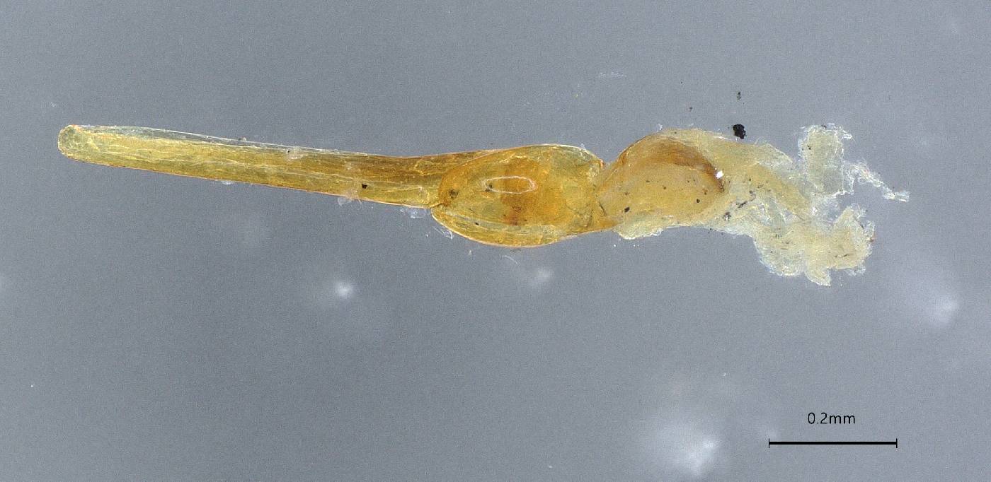 Pseudoplateros moleculus image