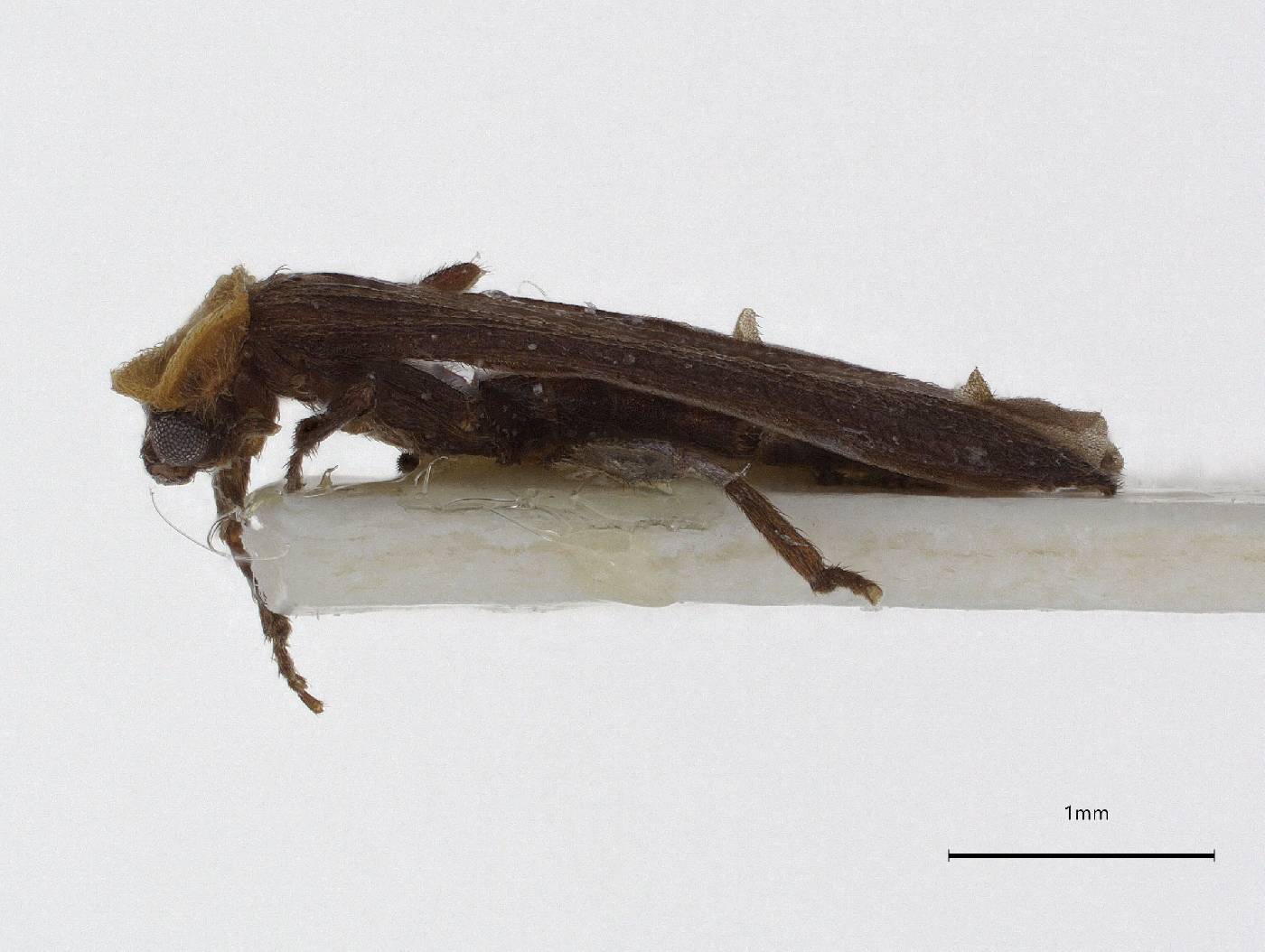 Lycidae image