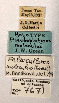 Pseudoplateros moleculus image