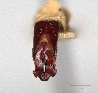 Erioscelis peruana image