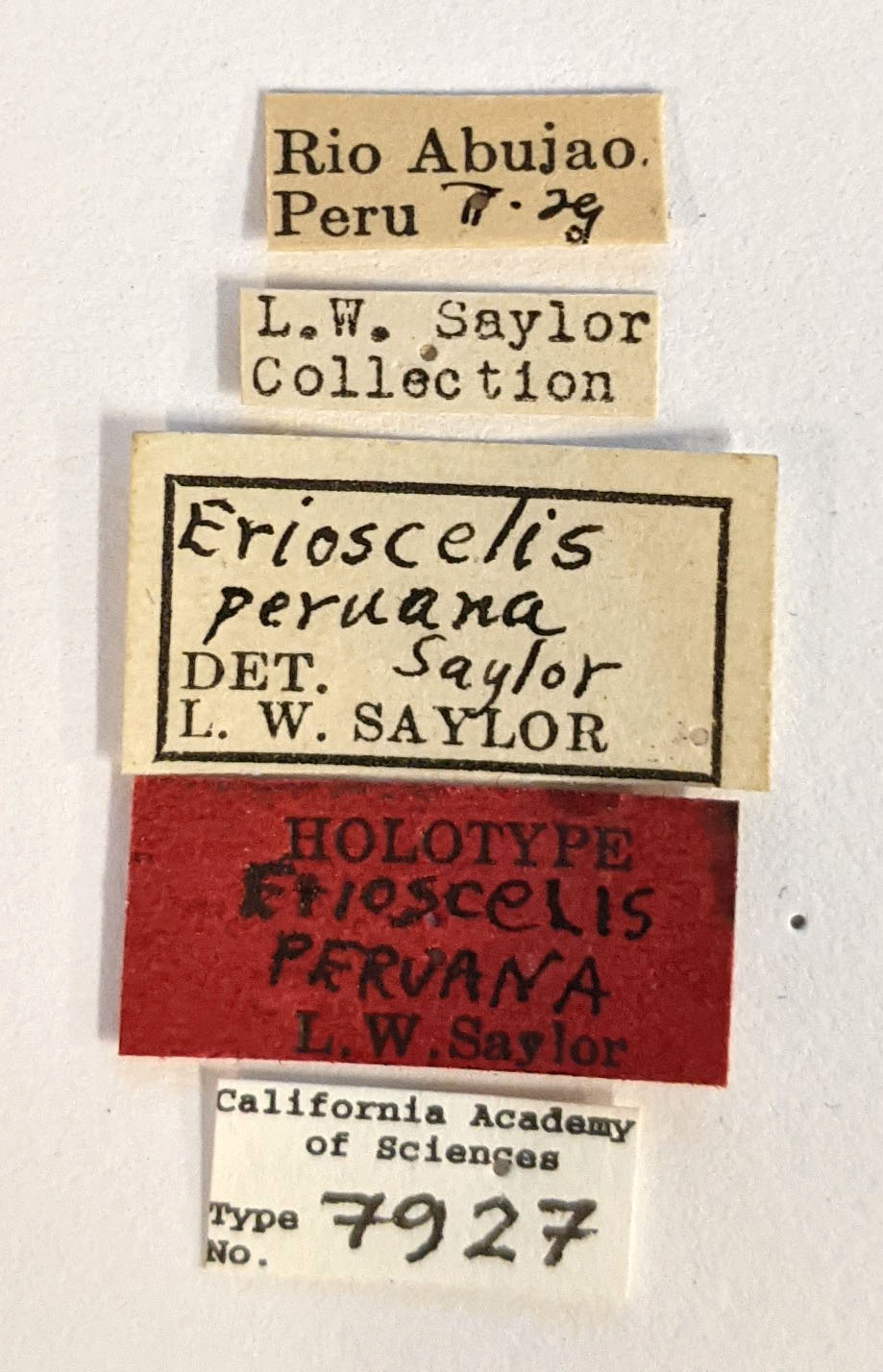 Erioscelis peruana image