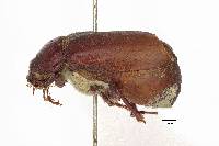 Phyllophaga caraga image