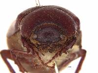 Phyllophaga caraga image