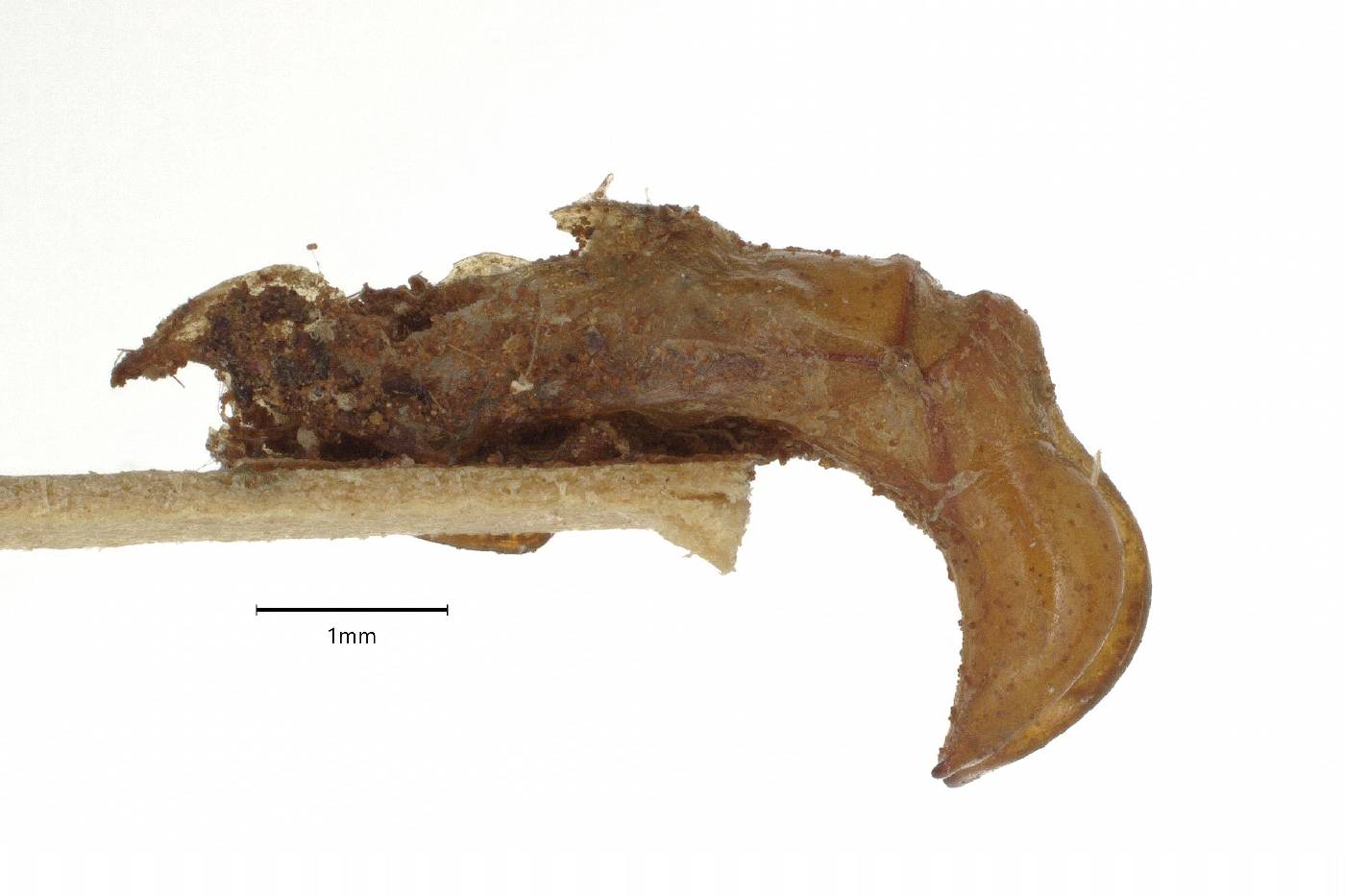 Phyllophaga caraga image