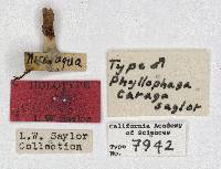 Phyllophaga caraga image