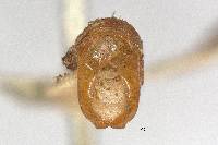 Phyllophaga caraga image