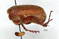 Phyllophaga ferupilis image