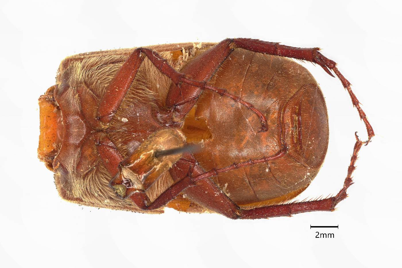 Phyllophaga ferupilis image