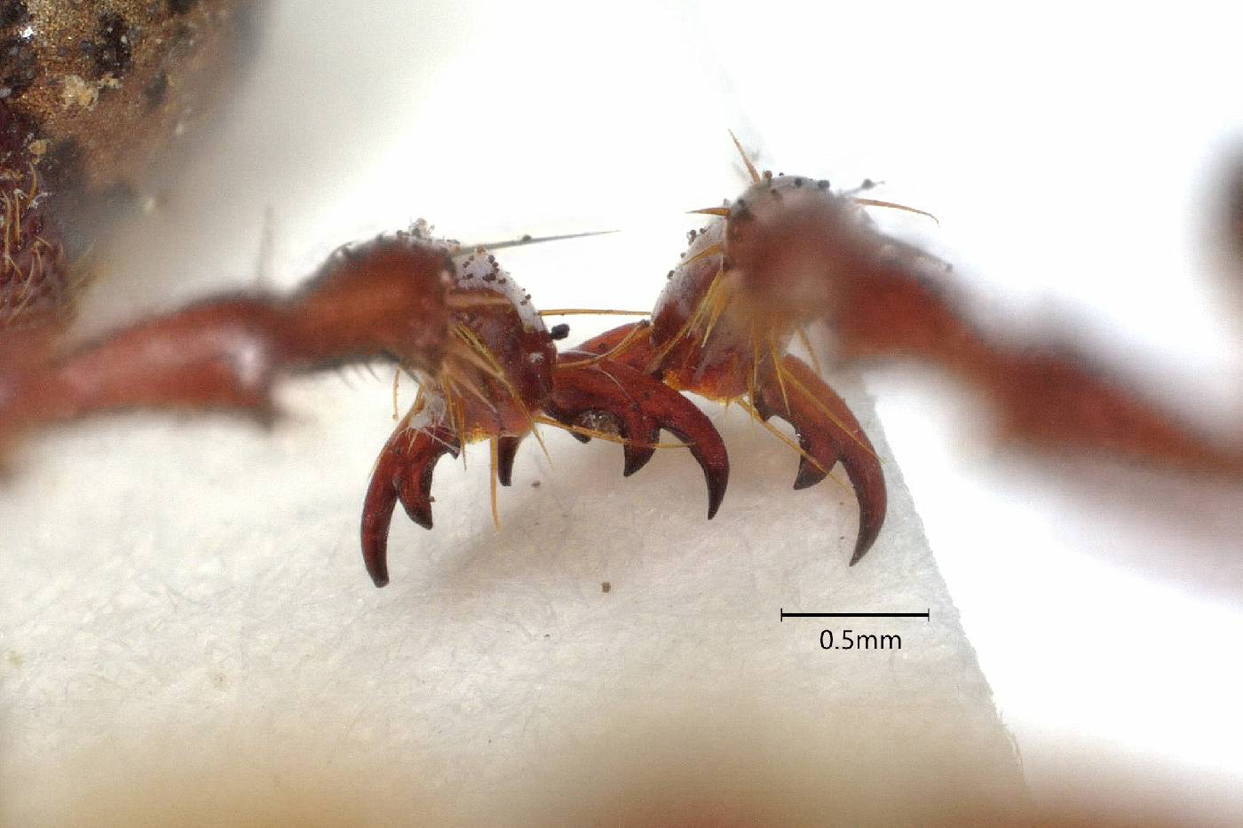Phyllophaga ferupilis image
