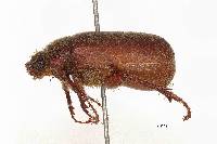 Phyllophaga guapiles image