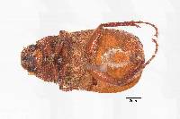 Phyllophaga guapiles image