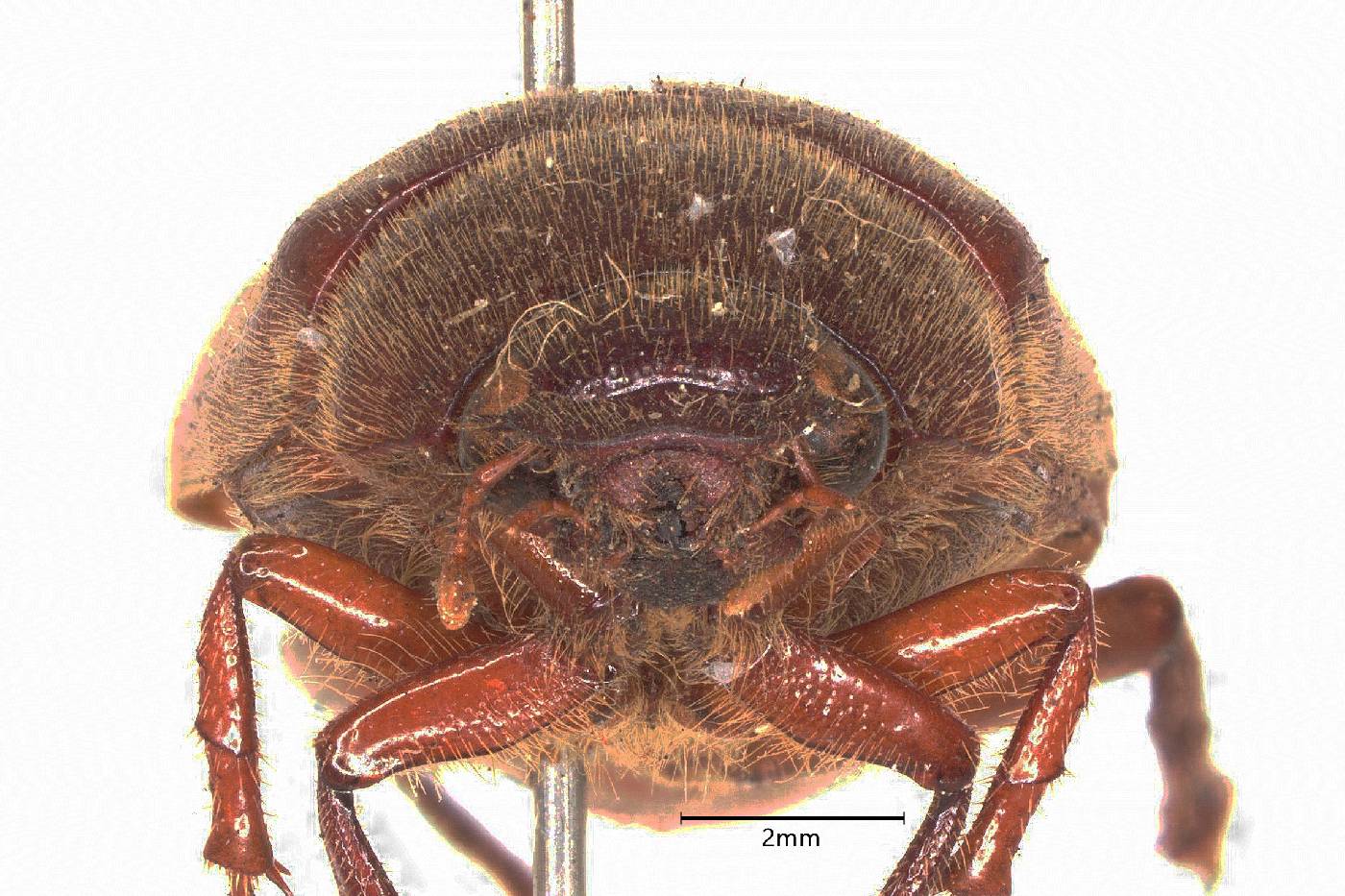 Phyllophaga guapiles image
