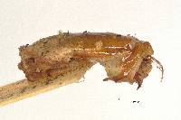 Phyllophaga guapiles image