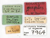 Phyllophaga guapiles image