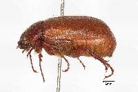 Phyllophaga guapilesea image