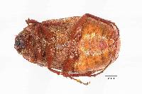 Phyllophaga guapilesea image