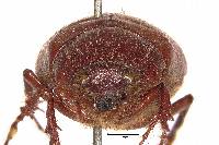 Phyllophaga guapilesea image