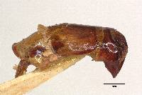 Phyllophaga guapilesea image