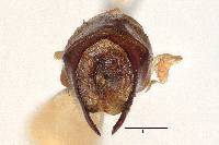 Phyllophaga guapilesea image