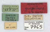 Phyllophaga guapilesea image