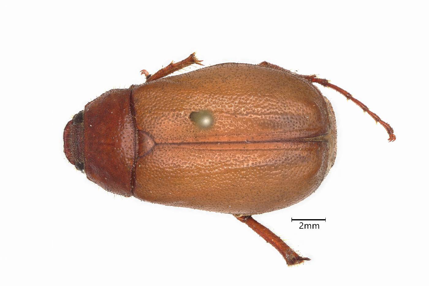 Phyllophaga odomi image