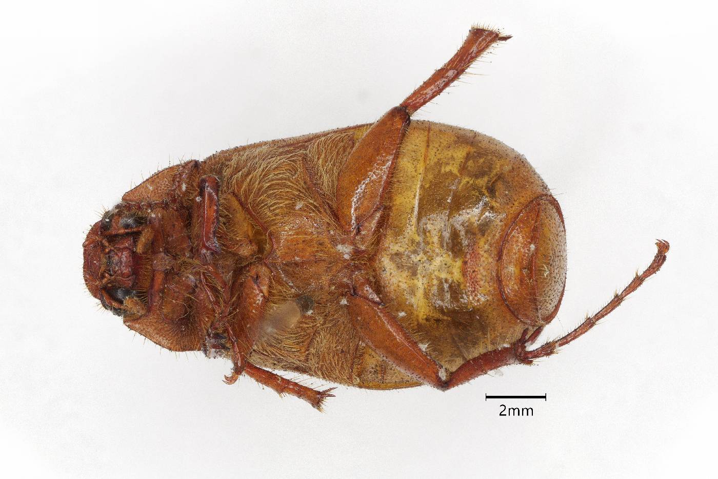 Phyllophaga odomi image