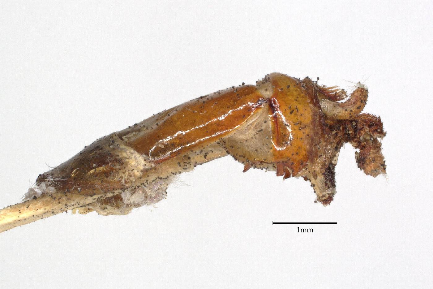 Phyllophaga odomi image