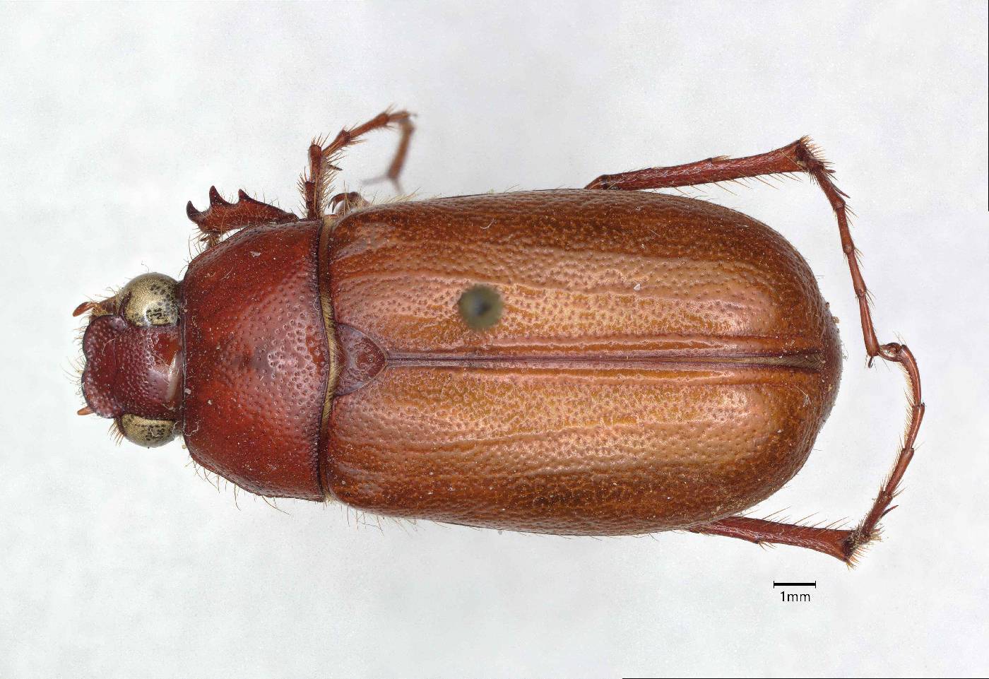 Phyllophaga schultzei image