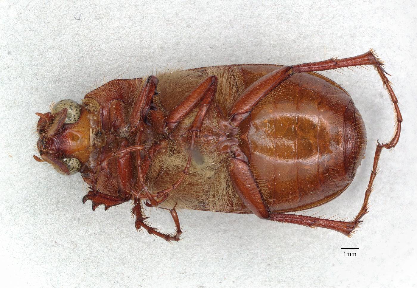 Phyllophaga schultzei image